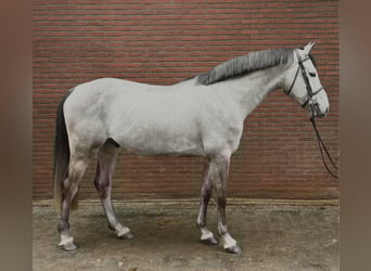 Zangersheider, Wallach, 5 Jahre, 173 cm, Schimmel