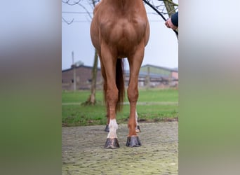 Zangersheider, Wallach, 5 Jahre, 174 cm