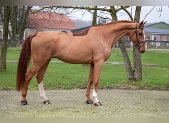 Zangersheider, Wallach, 5 Jahre, 174 cm