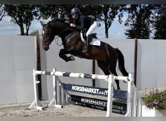 Zangersheider, Wallach, 5 Jahre, 175 cm, Brauner