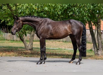 Zangersheider, Wallach, 5 Jahre, 175 cm, Dunkelbrauner
