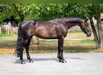 Zangersheider, Wallach, 5 Jahre, 175 cm, Dunkelbrauner
