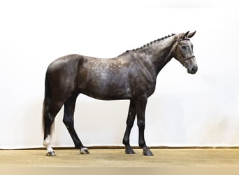 Zangersheider, Wallach, 5 Jahre, 175 cm, Dunkelfuchs