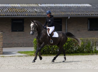 Zangersheider, Wallach, 5 Jahre, 175 cm, Dunkelfuchs