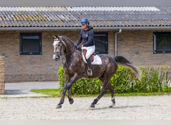 Zangersheider, Wallach, 5 Jahre, 175 cm, Dunkelfuchs