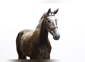 Zangersheider, Wallach, 5 Jahre, 175 cm, Dunkelfuchs