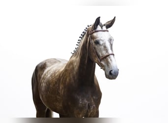 Zangersheider, Wallach, 5 Jahre, 175 cm, Dunkelfuchs