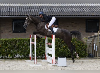 Zangersheider, Wallach, 5 Jahre, 175 cm, Dunkelfuchs