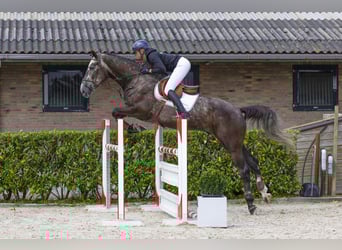 Zangersheider, Wallach, 5 Jahre, 175 cm, Dunkelfuchs