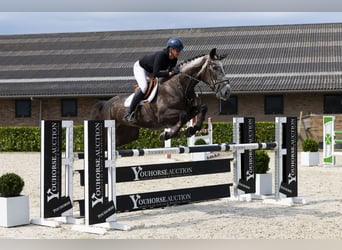 Zangersheider, Wallach, 5 Jahre, 175 cm, Dunkelfuchs