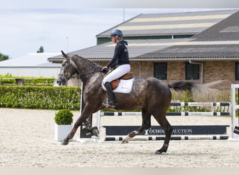 Zangersheider, Wallach, 5 Jahre, 175 cm, Dunkelfuchs