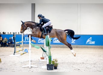 Zangersheider, Wallach, 5 Jahre, 175 cm, Rotbrauner