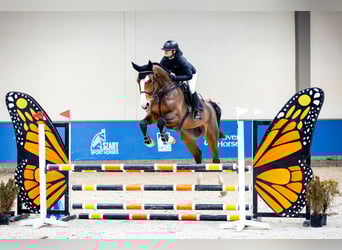 Zangersheider, Wallach, 5 Jahre, 175 cm, Rotbrauner