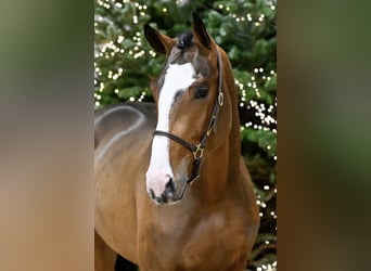 Zangersheider, Wallach, 5 Jahre, 175 cm, Rotbrauner