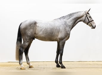 Zangersheider, Wallach, 5 Jahre, 175 cm, Schimmel