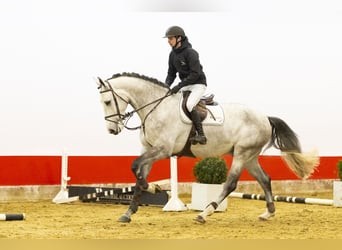 Zangersheider, Wallach, 5 Jahre, 176 cm