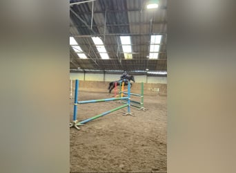 Zangersheider, Wallach, 5 Jahre, 177 cm, Rappe