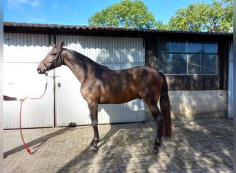 Zangersheider Mix, Wallach, 5 Jahre, 178 cm, Brauner