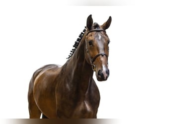 Zangersheider, Wallach, 5 Jahre, 179 cm, Brauner