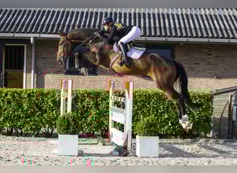 Zangersheider, Wallach, 5 Jahre, 179 cm, Brauner