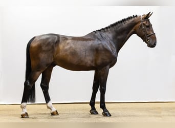 Zangersheider, Wallach, 5 Jahre, 179 cm, Brauner