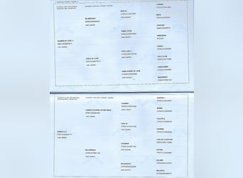 Zangersheider, Wallach, 5 Jahre, 180 cm, White