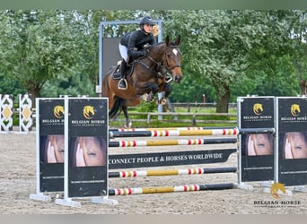 Zangersheider, Wallach, 5 Jahre, Dunkelbrauner