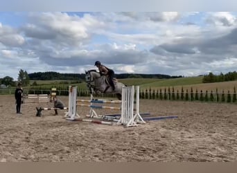 Zangersheider, Wallach, 5 Jahre, Schimmel