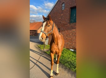 Zangersheider, Wallach, 6 Jahre, 158 cm, Fuchs