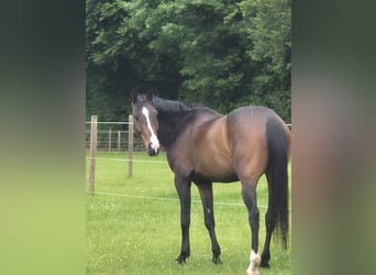 Zangersheider, Wallach, 6 Jahre, 160 cm, Dunkelbrauner