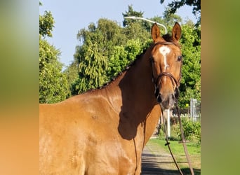 Zangersheider, Wallach, 6 Jahre, 164 cm