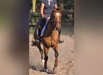 Zangersheider, Wallach, 6 Jahre, 164 cm
