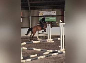 Zangersheider, Wallach, 6 Jahre, 164 cm