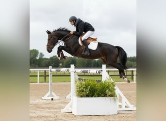 Zangersheider, Wallach, 6 Jahre, 165 cm, Dunkelbrauner