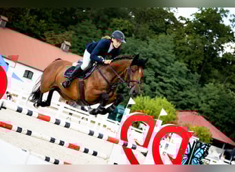 Zangersheider, Wallach, 6 Jahre, 165 cm, Rotbrauner