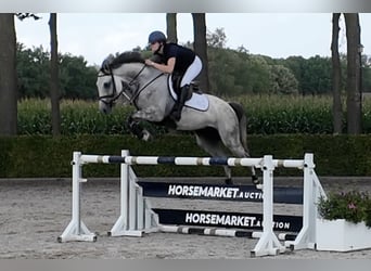 Zangersheider, Wallach, 6 Jahre, 165 cm, Schimmel