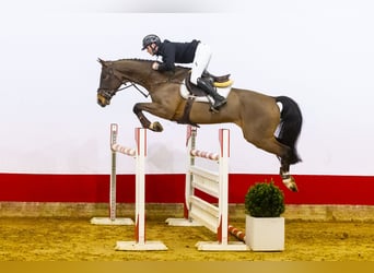 Zangersheider, Wallach, 6 Jahre, 166 cm, Dunkelbrauner