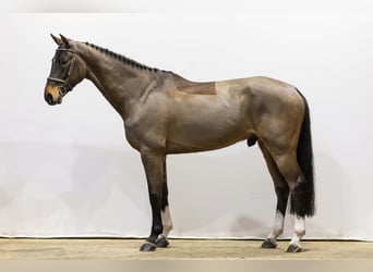 Zangersheider, Wallach, 6 Jahre, 166 cm, Dunkelbrauner