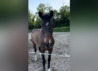 Zangersheider, Wallach, 6 Jahre, 166 cm, Dunkelbrauner