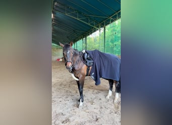 Zangersheider, Wallach, 6 Jahre, 166 cm, Dunkelbrauner