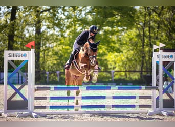 Zangersheider, Wallach, 6 Jahre, 166 cm, Dunkelfuchs