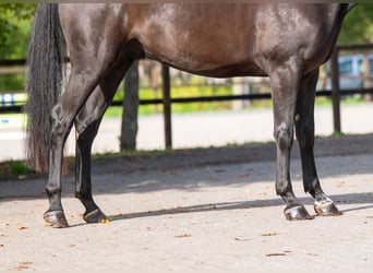 Zangersheider, Wallach, 6 Jahre, 166 cm, Rappe