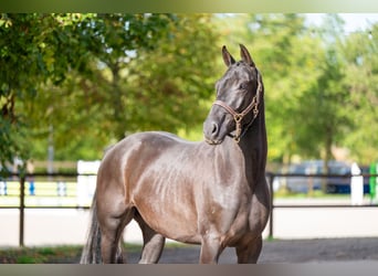 Zangersheider, Wallach, 6 Jahre, 166 cm, Rappe