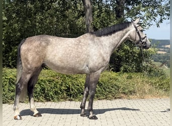 Zangersheider, Wallach, 6 Jahre, 166 cm, Schimmel
