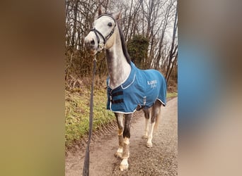 Zangersheider, Wallach, 6 Jahre, 168 cm, Apfelschimmel