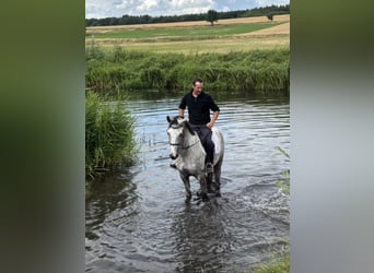 Zangersheider, Wallach, 6 Jahre, 168 cm, Apfelschimmel