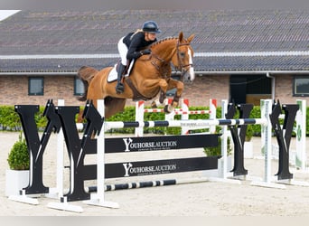 Zangersheider, Wallach, 6 Jahre, 168 cm, Dunkelfuchs
