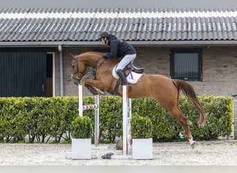 Zangersheider, Wallach, 6 Jahre, 168 cm, Fuchs
