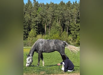 Zangersheider, Wallach, 6 Jahre, 169 cm, Schimmel