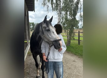 Zangersheider, Wallach, 6 Jahre, 169 cm, Schimmel